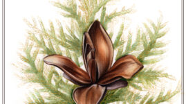 A gorgeous and delicate watercolor of a brown cedar flower in the center, surrounded by pointy green leaves and golden-lined branches.